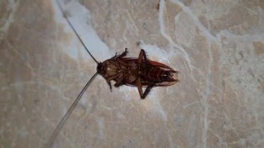 Hamamböcekleri neden sırt üstü döner ve döverler? Hamamböcekleri kas kontrolü ve sinir sistemi fonksiyonlarını kaybettiklerinde sırt üstü dönerek kendilerini düzeltmelerini zorlaştırırlar..