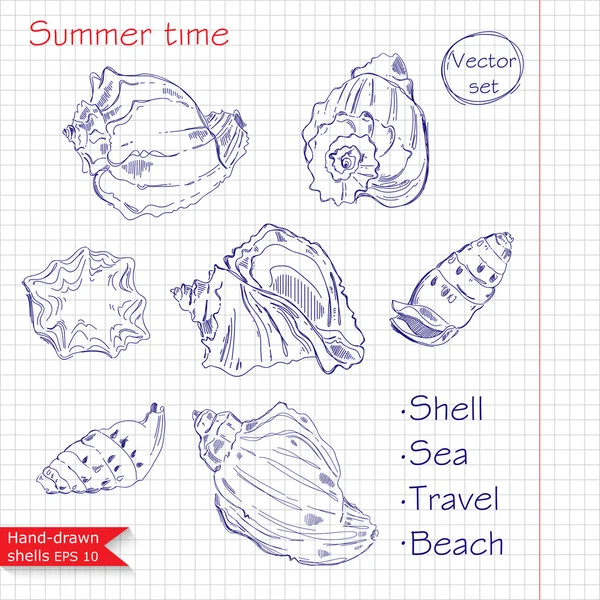 Illustration de coquilles dessinées à la main — Image vectorielle