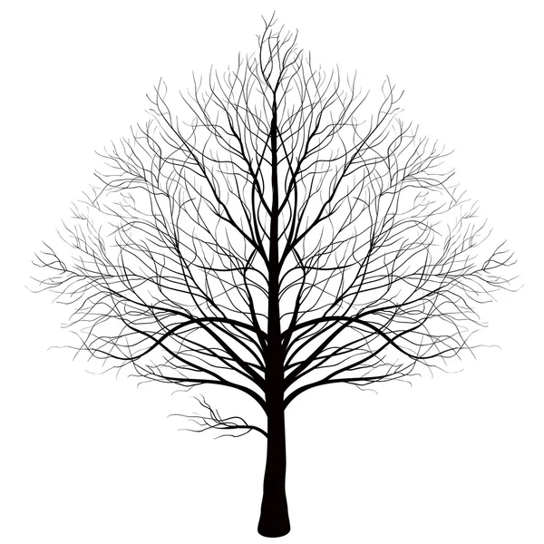 Baum auf weißem Hintergrund Symmetrie — Stockvektor