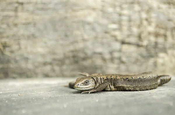 Lagarto sol sol — Foto de Stock