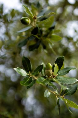 Yeşil meşe palamudu ve meşe dallarının yapraklarını kapatın. Yüksek kalite.