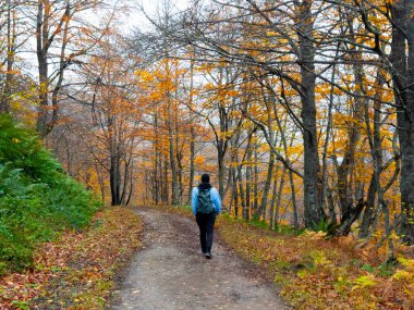Sonbahar orman yolunda renkli yaprakları olan yalnız bir yürüyüşçü. Yüksek kalite.