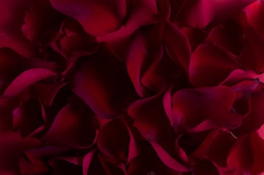 Koyu Kırmızı ve Burgundy Gül Yapraklarının Arkaplan Dokuları Yakından