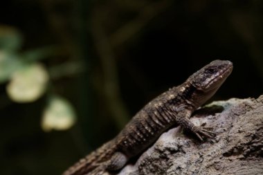 Küçük kahverengi kaplama kertenkele Teraryumdaki bir kaya üzerinde dinleniyor.
