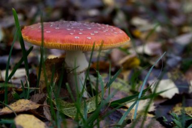 Uçan Agarik Mantar Etrafı Sonbahar Yapraklarıyla çevrili Ormanda