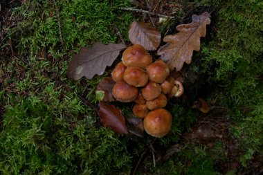 Cluster of Small Wild Fungi Growing on Mossy Forest Floor 