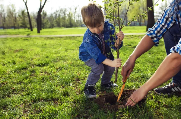 Petit garçon aidant son père à planter l'arbre — Photo