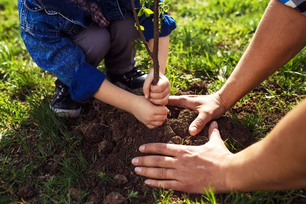 Anak kecil membantu ayahnya menanam pohon — Stok Foto