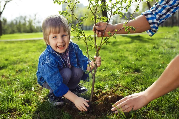 Маленький хлопчик допомагає батькові посадити дерево — стокове фото