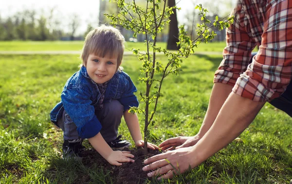 Petit garçon aidant son père à planter l'arbre — Photo