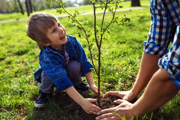 Petit garçon aidant son père à planter l'arbre — Photo