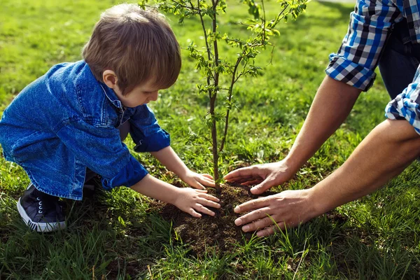 Petit garçon aidant son père à planter l'arbre — Photo