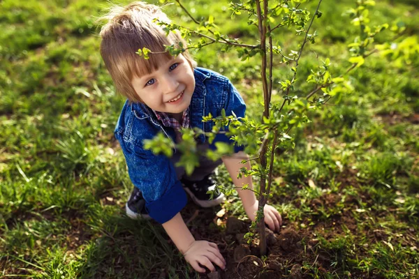 Petit garçon aidant son père à planter l'arbre — Photo