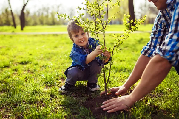 Petit garçon aidant son père à planter l'arbre — Photo