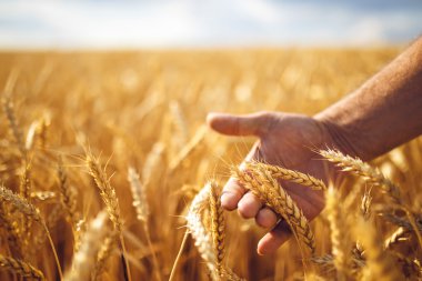 Wheat sprouts in a farmer's hand.Farmer Walking Through Field