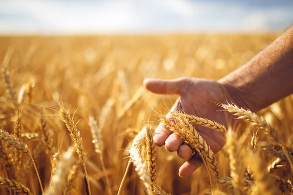 Wheat sprouts in a farmer's hand.Farmer Walking Through Field — 스톡 사진