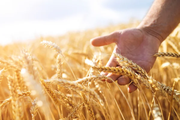 Germogli di grano nelle mani di un agricoltore.Farmer Walking — Foto Stock