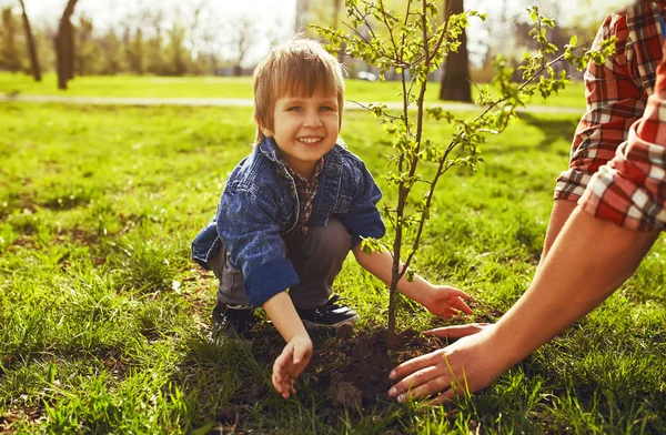 Petit garçon aidant son père à planter l'arbre tout en travaillant ensemble dans le jardin . — Photo