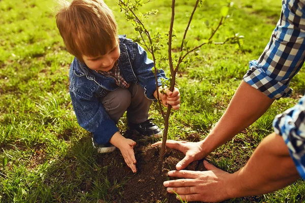 Petit garçon aidant son père à planter l'arbre tout en travaillant ensemble dans le jardin . — Photo