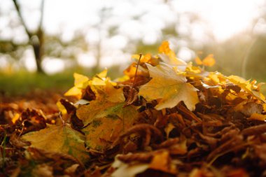 Sonbahar mevsiminde sonbahar renkli yapraklar yığını. Parkta düşen sonbahar yaprakları.