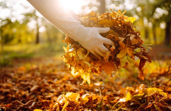 Cleaning of autumn leaves in the park. Male hand in gloves collects and piles fallen autumn leaves  in the fall season. Volunteering, cleaning, and ecology concept.