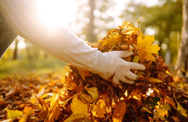 Limpieza Las Hojas Otoño Parque Mano Masculina Guantes Recoge Amontona —  Fotos de Stock