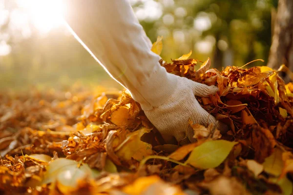 Cleaning of autumn leaves in the park. Male hand in gloves collects and piles fallen autumn leaves  in the fall season. Volunteering, cleaning, and ecology concept.