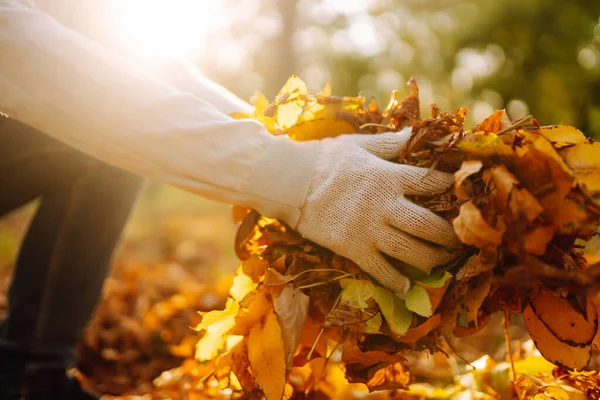 Cleaning of autumn leaves in the park. Male hand in gloves collects and piles fallen autumn leaves  in the fall season. Volunteering, cleaning, and ecology concept.