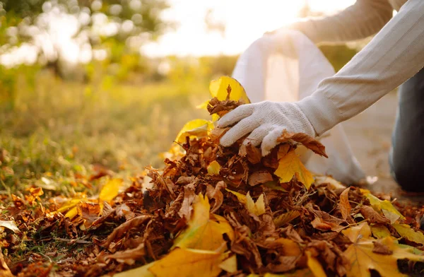 Limpieza Las Hojas Otoño Parque Mano Masculina Guantes Recoge Amontona —  Fotos de Stock