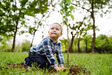 Tatlı çocuk siyah topraklarda genç bir ağaç dikiyor. Eğlenceli küçük bahçıvan. Bahar konsepti, doğa ve bakım.