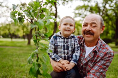 Soy ağacı dikiyorum. Küçük çocuk bahçede birlikte çalışırken büyükbabasının ağaç dikmesine yardım ediyor. Eğlenceli küçük bahçıvan. Bahar konsepti, doğa ve bakım.