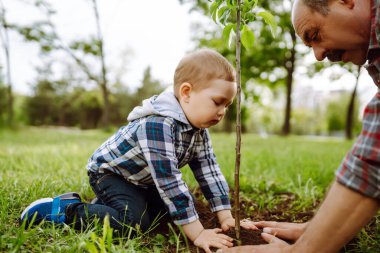 Soy ağacı dikiyorum. Küçük çocuk bahçede birlikte çalışırken büyükbabasının ağaç dikmesine yardım ediyor. Eğlenceli küçük bahçıvan. Bahar konsepti, doğa ve bakım.