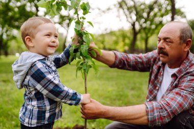 Soy ağacı dikiyorum. Küçük çocuk bahçede birlikte çalışırken büyükbabasının ağaç dikmesine yardım ediyor. Eğlenceli küçük bahçıvan. Bahar konsepti, doğa ve bakım.