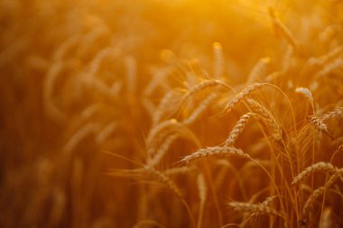 Akşamları günbatımı altın tarlası. Büyüyen doğa hasadı. Tarım çiftliği.