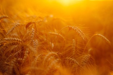 Akşamları günbatımı altın tarlası. Büyüyen doğa hasadı. Tarım çiftliği.