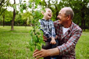 Dedem ve torunum güneşli bir günde parkta ağaç dikiyorlar. Soy ağacı dikiyorum. Eğlenceli küçük bahçıvan. Bahar konsepti, doğa ve bakım.