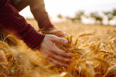 Günbatımında buğdayda yürüyen ve hasada dokunan adam. Tarım büyümesi ve tarım sektörü kavramı.