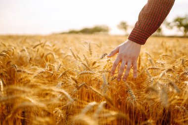 Günbatımında buğdayda yürüyen ve hasada dokunan adam. Tarım büyümesi ve tarım sektörü kavramı.