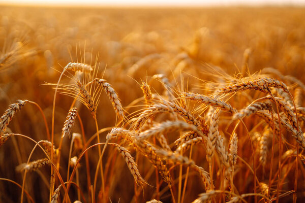 Sunset Gold Wheat Field Agriculture Harvesting — Stock Photo, Image
