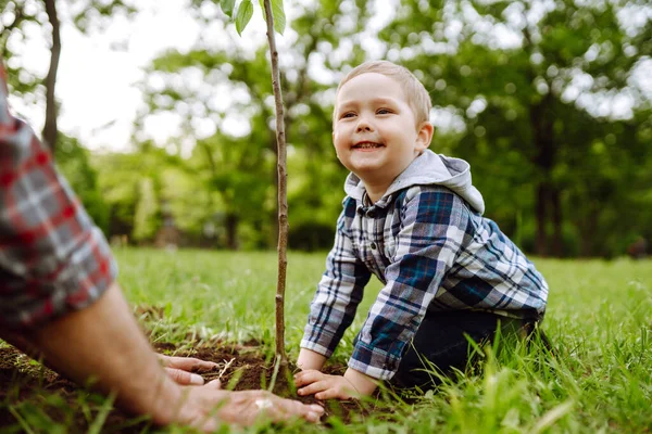 Baba Küçük Çocuk Bahçede Birlikte Çalışırken Genç Bir Ağaç Dikiyorlar — Stok fotoğraf