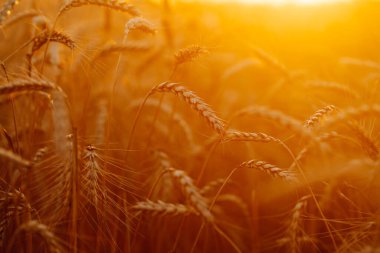 Buğday tarlaları. Altın buğday kulakları yakında. Zengin hasat konsepti. Tarım.