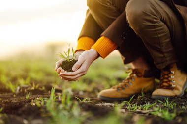 Genç buğday fideleri bir çiftçinin elinde. Agronomist yaprakları kontrol eder ve keşfeder. Çavdar filizleri. Olgunlaşmış buğday tarlaları. Tarım sektörü.