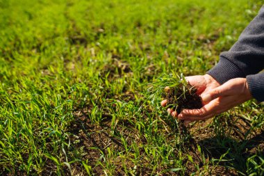 Genç yeşil buğday fideleri bir çiftçinin elinde. Agronomist, çavdar filizlerini kontrol eder ve keşfeder. Olgunlaşmış buğday tarlaları. Tarım sektörü.