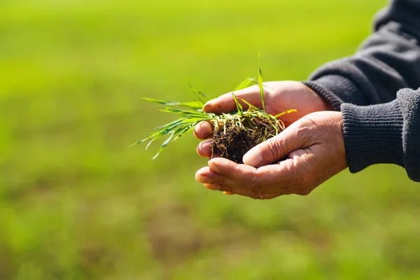 Young Green Wheat Seedlings Hands Farmer Agronomist Checks Explores Sprouts — Stock Photo, Image