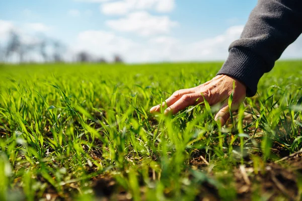 Young Green Wheat Seedlings Hands Farmer Agronomist Checks Explores Sprouts — Stock Photo, Image