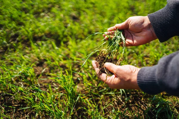 Jonge Groene Tarwe Zaailingen Handen Van Een Boer Agronomist Controleert — Stockfoto