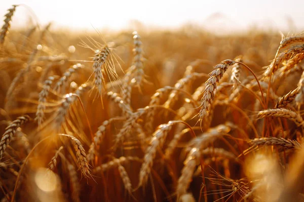 Gold Wheat Field Wheat Field Natural Product Ears Golden Wheat — Stock Photo, Image