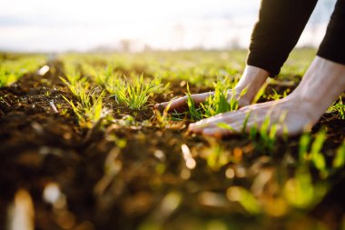 Genç yeşil buğday fideleri bir çiftçinin elinde. Tarlada organik yeşil buğday. Gün batımı ışığı. Tarım işi. Hasat..