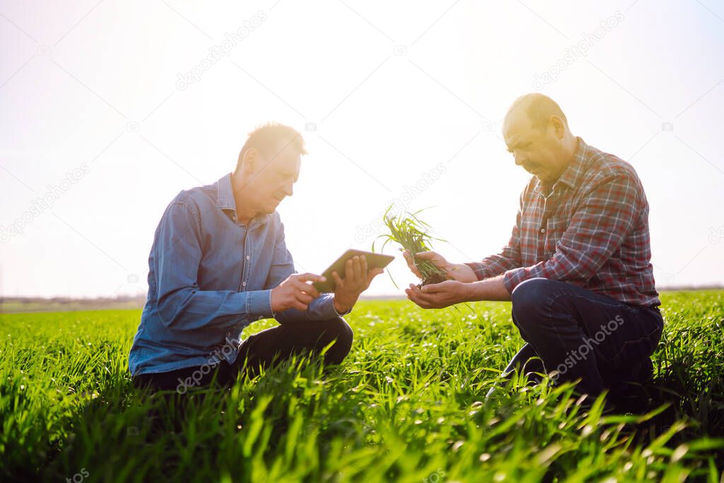 Farmers with a tablet in their hands in a green wheat field on a sunny day. Agro business. Agriculture and harvesting concept.