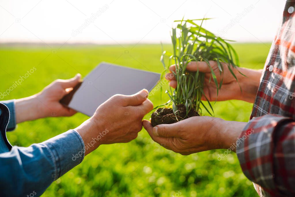 Farmers with a tablet in their hands in a green wheat field on a sunny day. Agro business. Agriculture and harvesting concept.